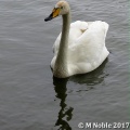 whooper swan (Cygnus cygnus) M Noble